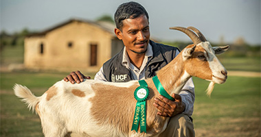 Sadqa goat